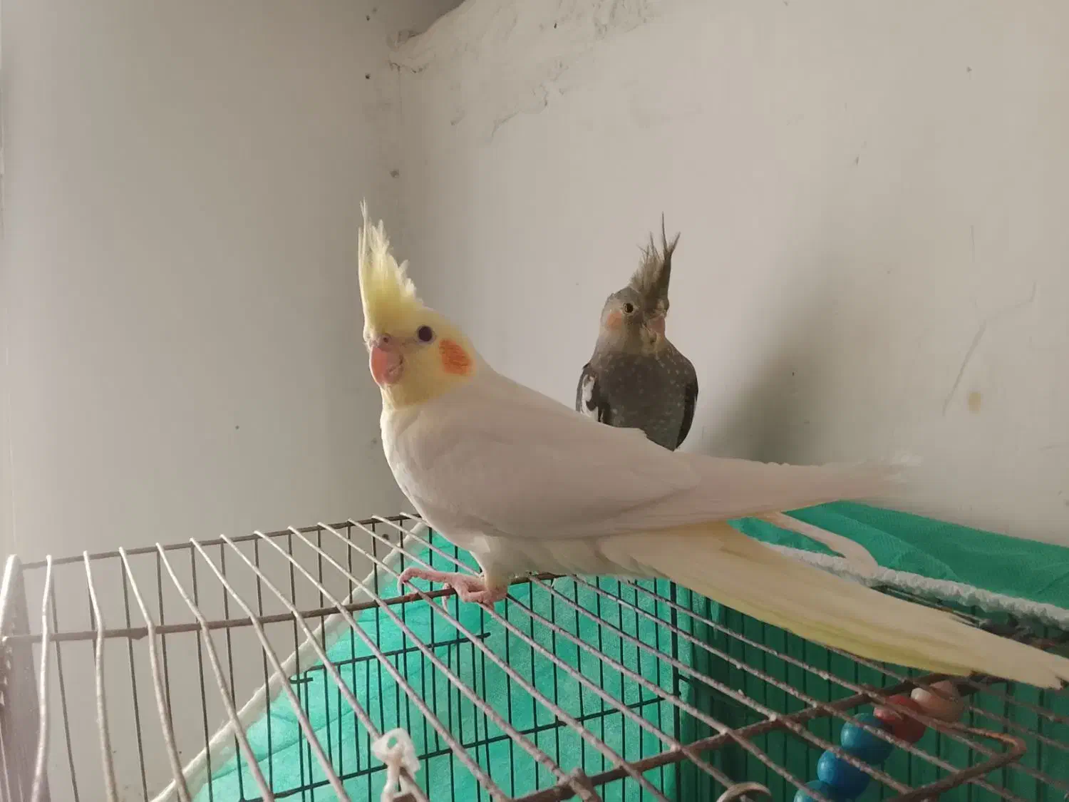 عروس هلندی|پرنده|سردرود, |دیوار