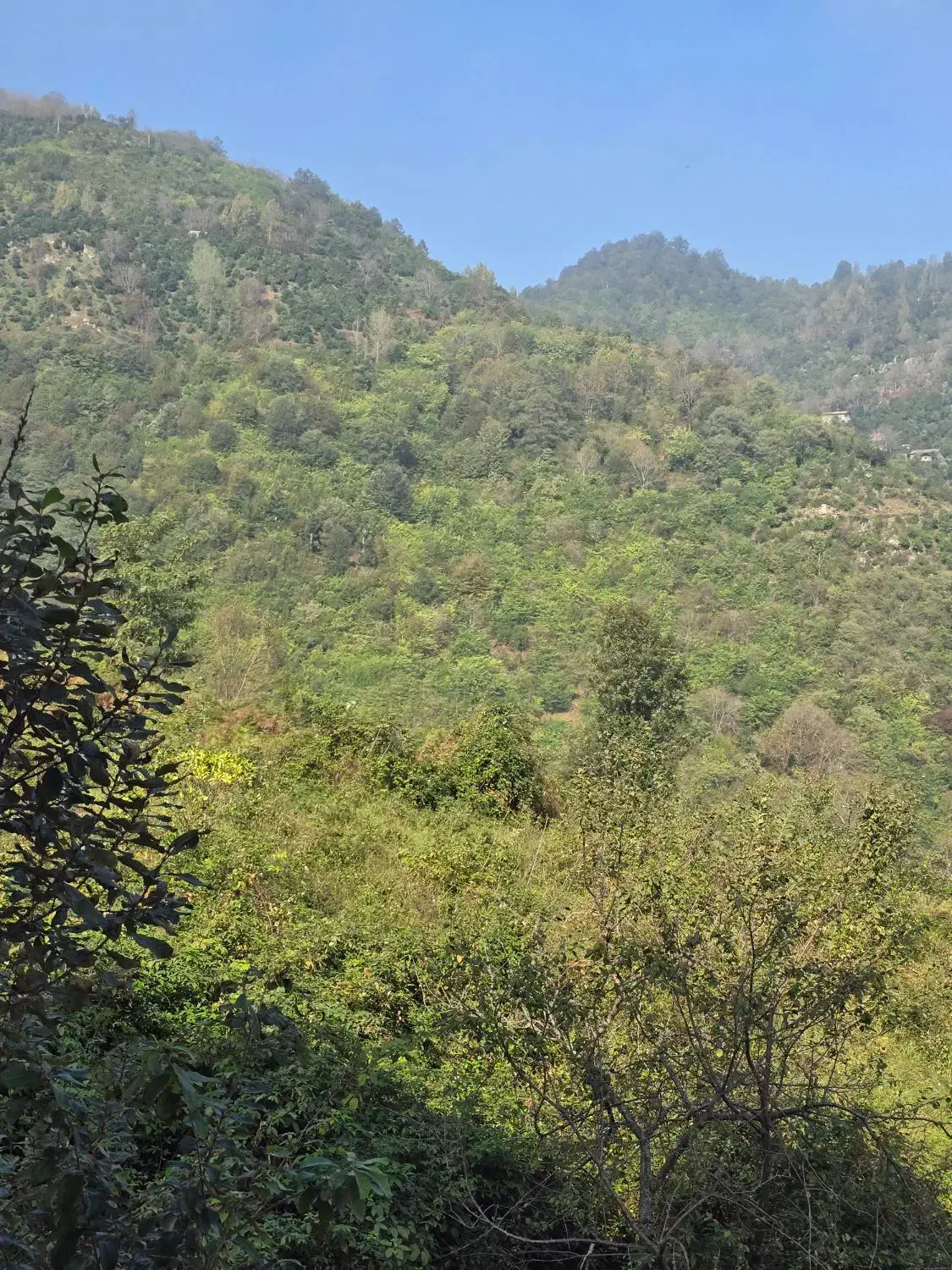 فروش آپارتمان جنگلی سرولات بغل خاورخانم|فروش آپارتمان|چابکسر, |دیوار