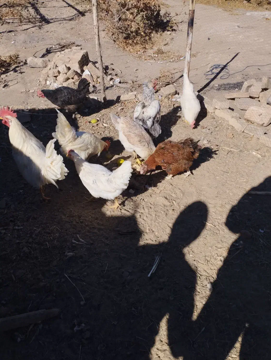 مرغ و خروس|حیوانات مزرعه|اسلامیه, |دیوار