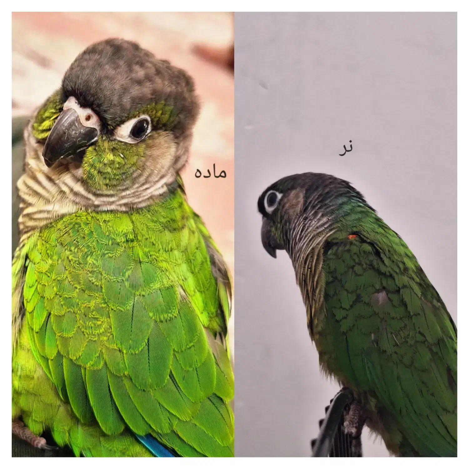 جفت طوطی گرینچیک کاملاً رام و سخنگو هستند،|پرنده|امیرکلا, |دیوار