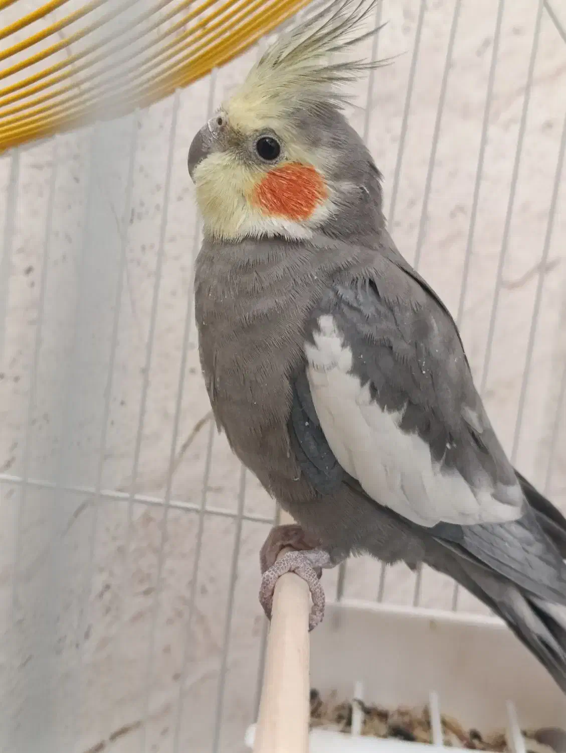 فرش عروس هلندی|پرنده|پیرانشهر, |دیوار