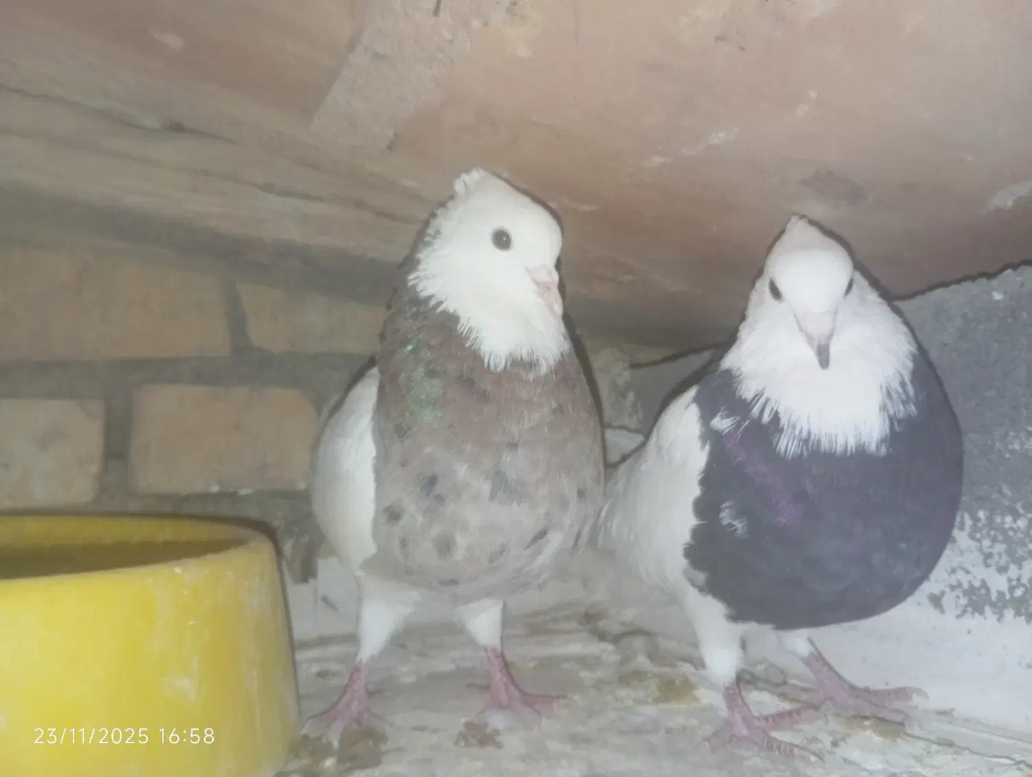 طوقی|پرنده|لردگان, |دیوار