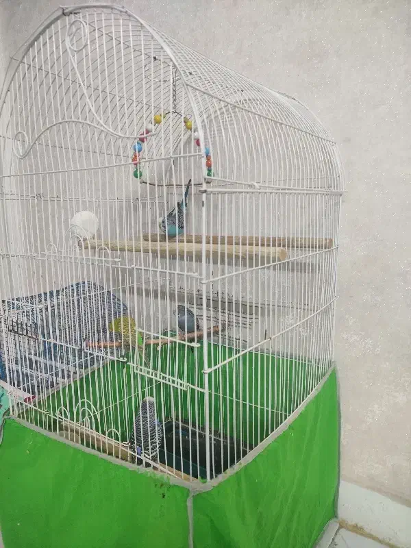 مرغ عشق|پرنده|قزوین, |دیوار