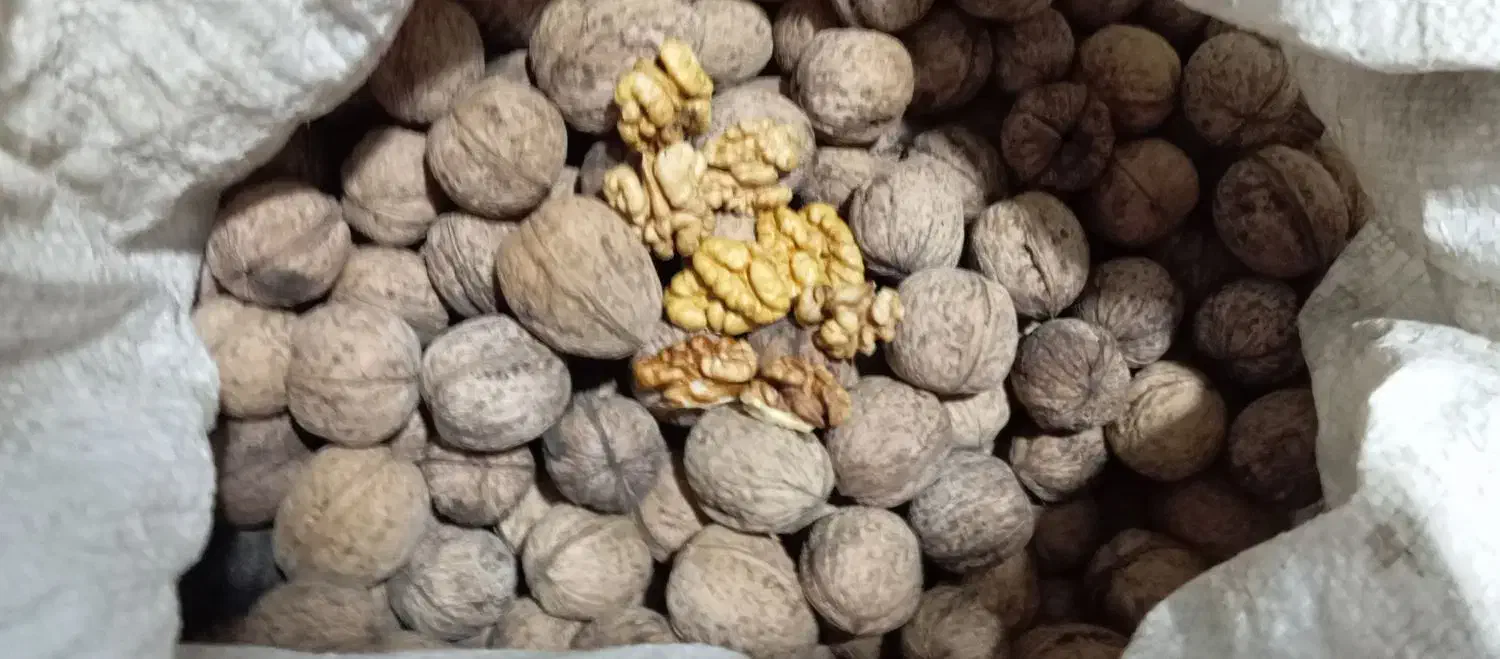 گردوی کاغذی|خوردنی و آشامیدنی|قزوین, |دیوار