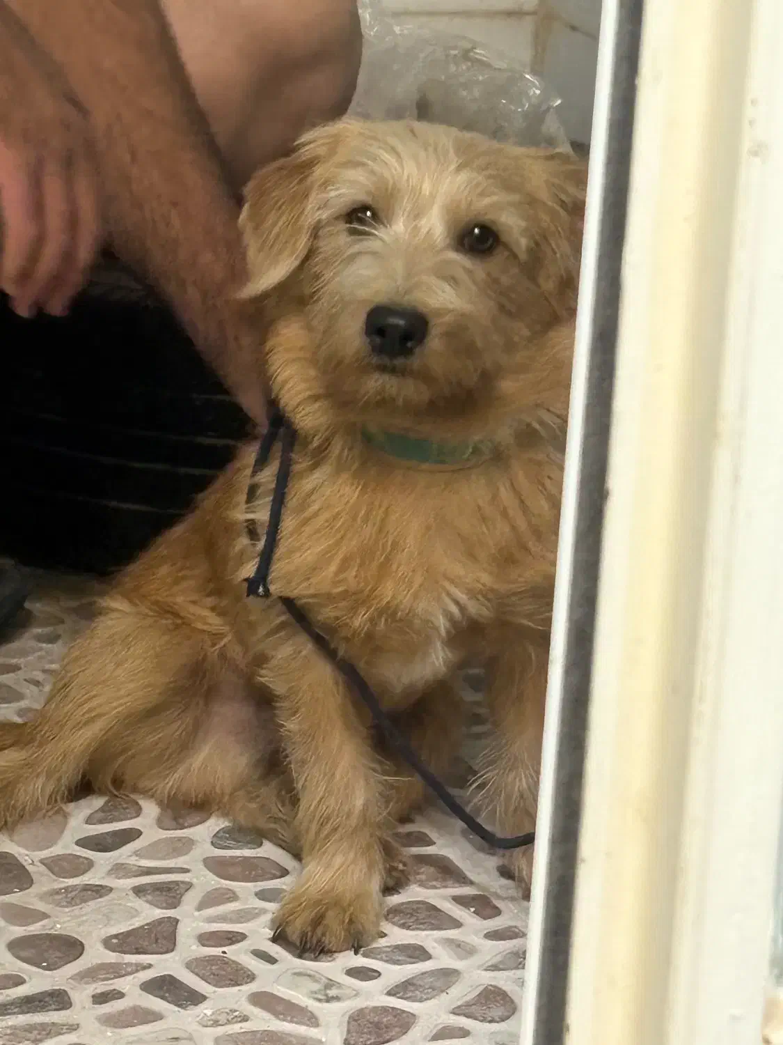 گمشدن سگ|سگ|یزد, |دیوار