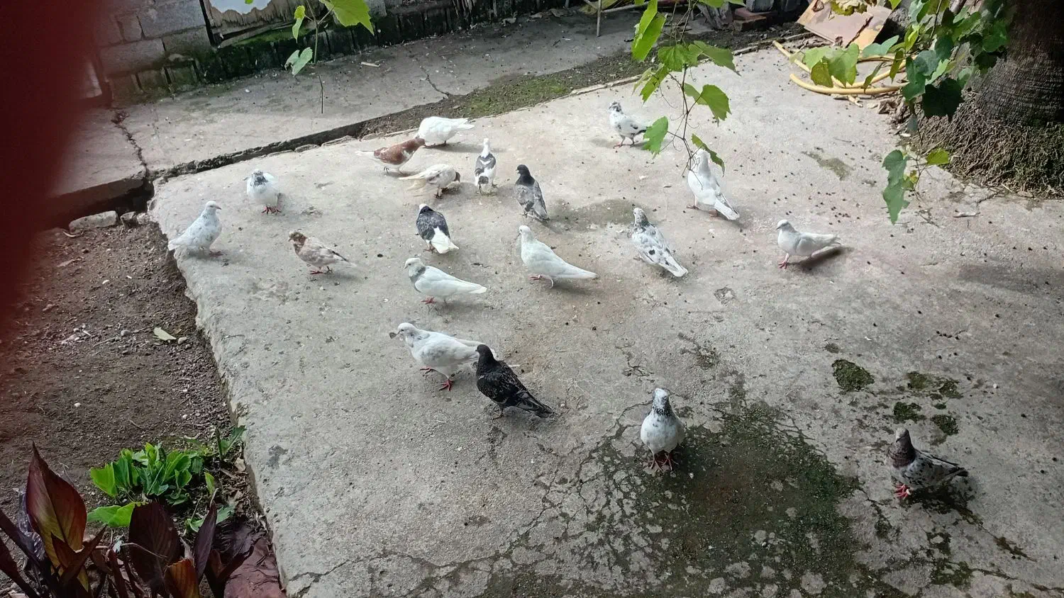 15 تا کبوتر پرشی|پرنده|سرخرود, |دیوار