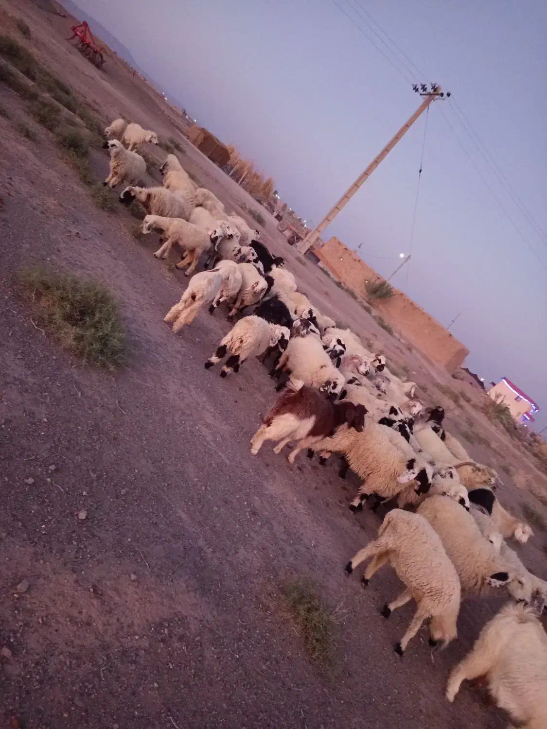 خاش|حیوانات مزرعه|گوهرکوه, |دیوار