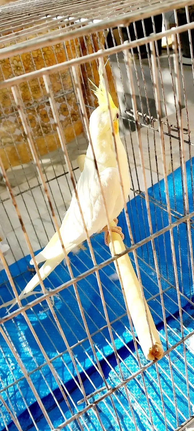 عروس هلندی|پرنده|مهدی شهر, |دیوار