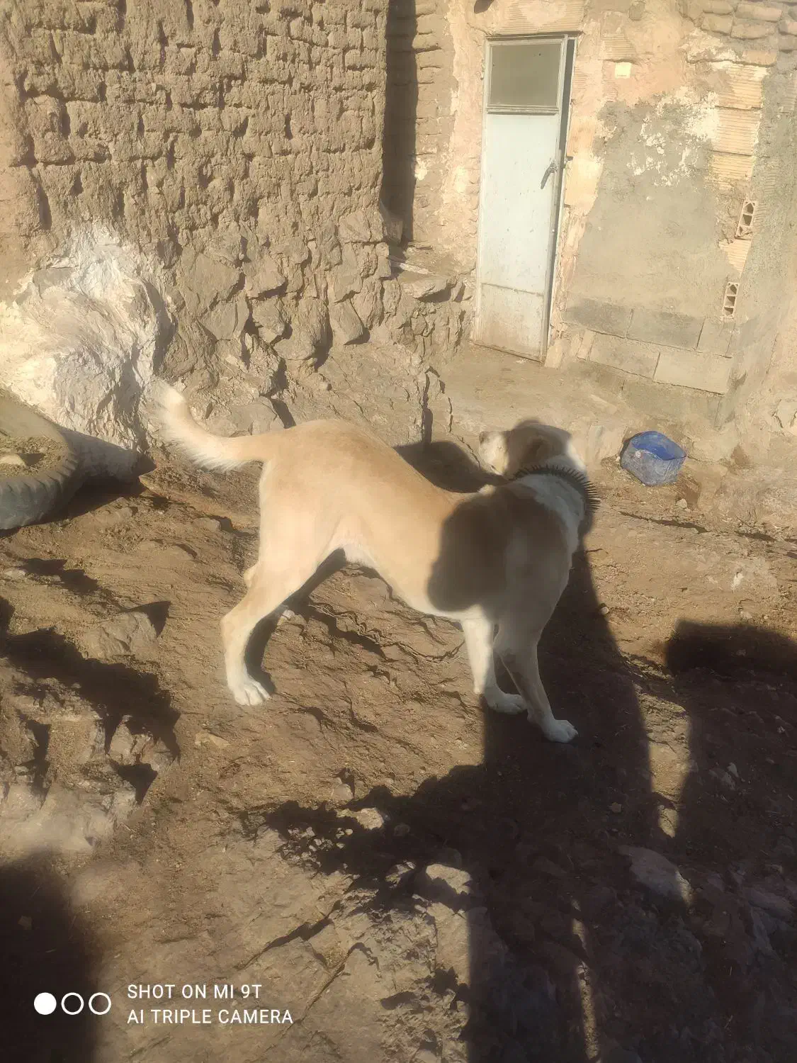 سگ گله|سگ|سبزوار, شرق کال میانی|دیوار