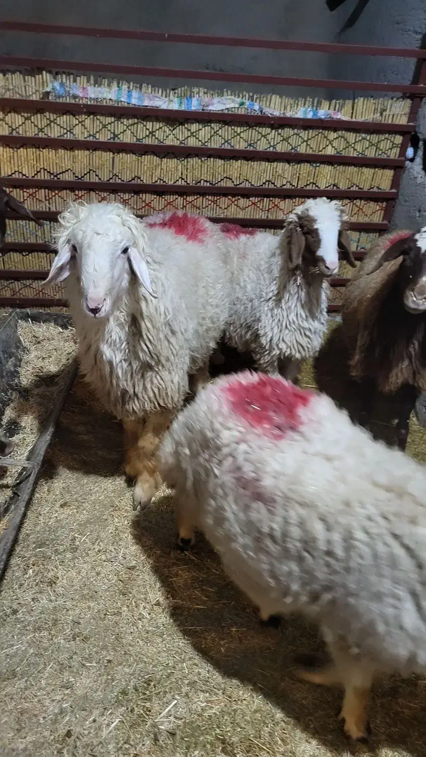 بره|حیوانات مزرعه|شباب, |دیوار