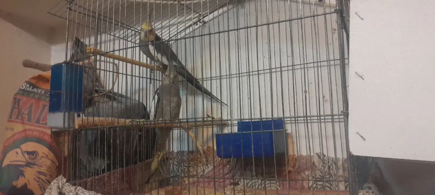 یک جفت عروس بالغ|پرنده|سمنان, |دیوار