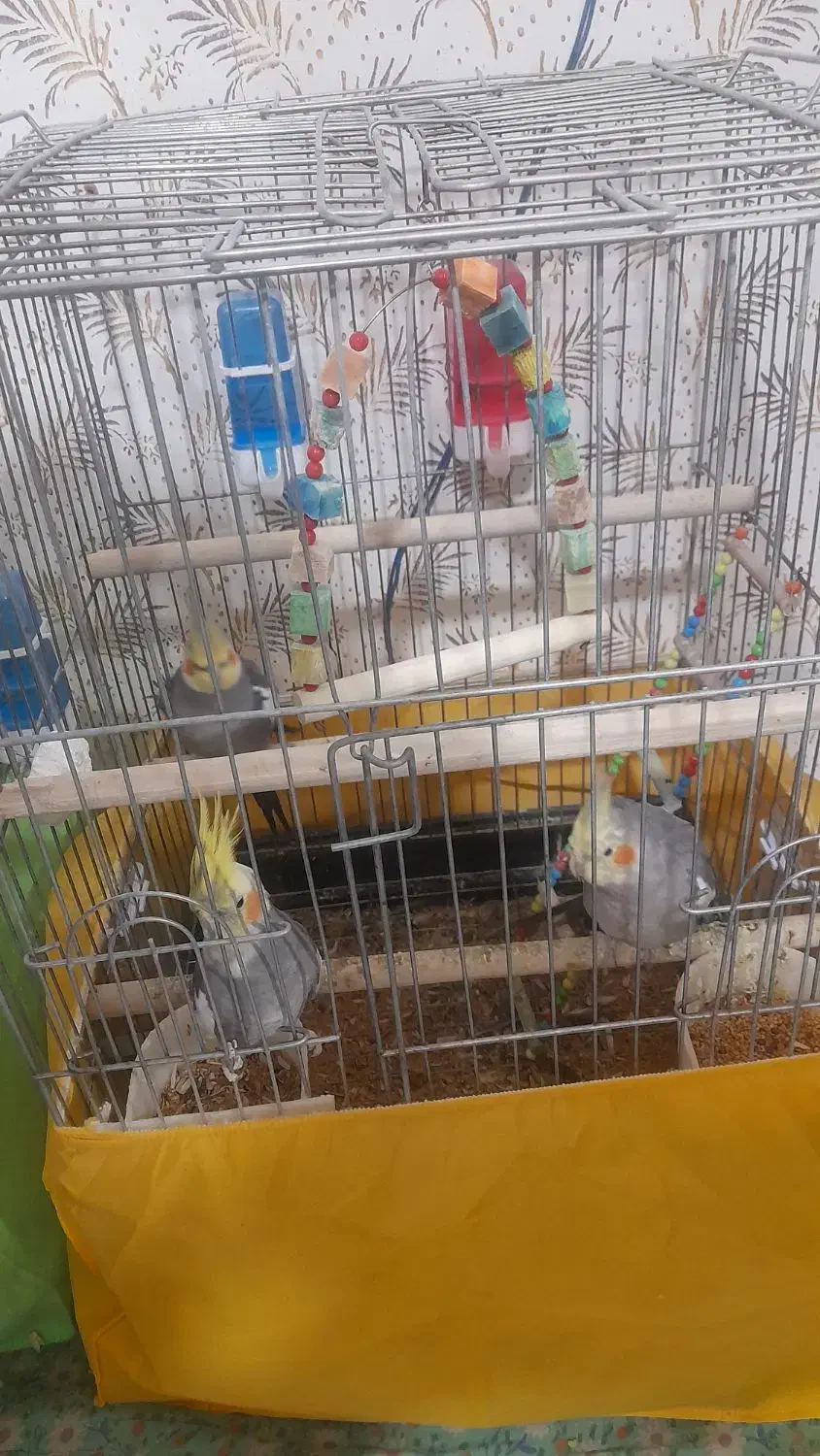 عروس هلندی ۴ عدد فروش|پرنده|الوند, |دیوار