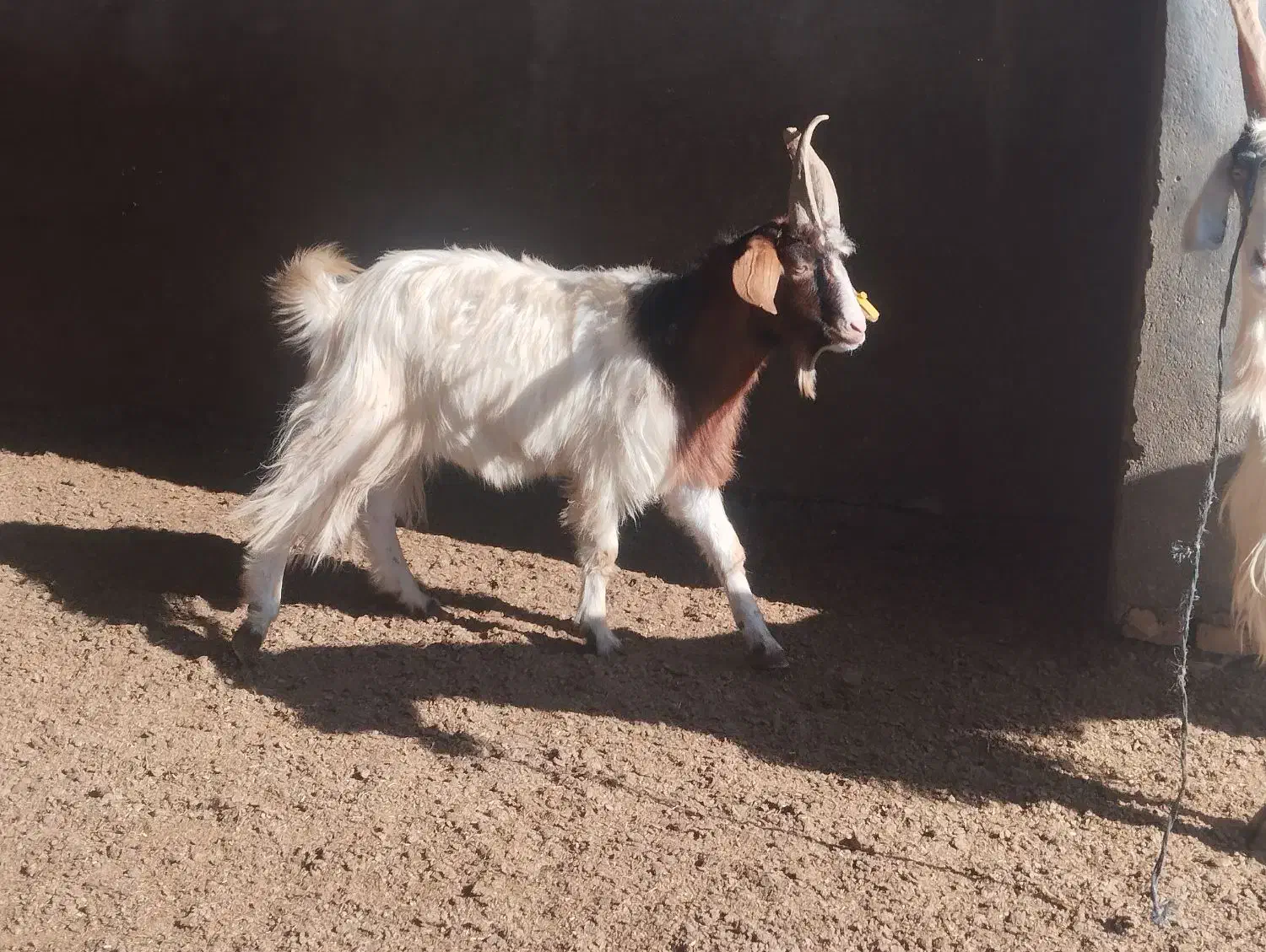 نر بز جوان چوش|حیوانات مزرعه|سیمین شهر, |دیوار