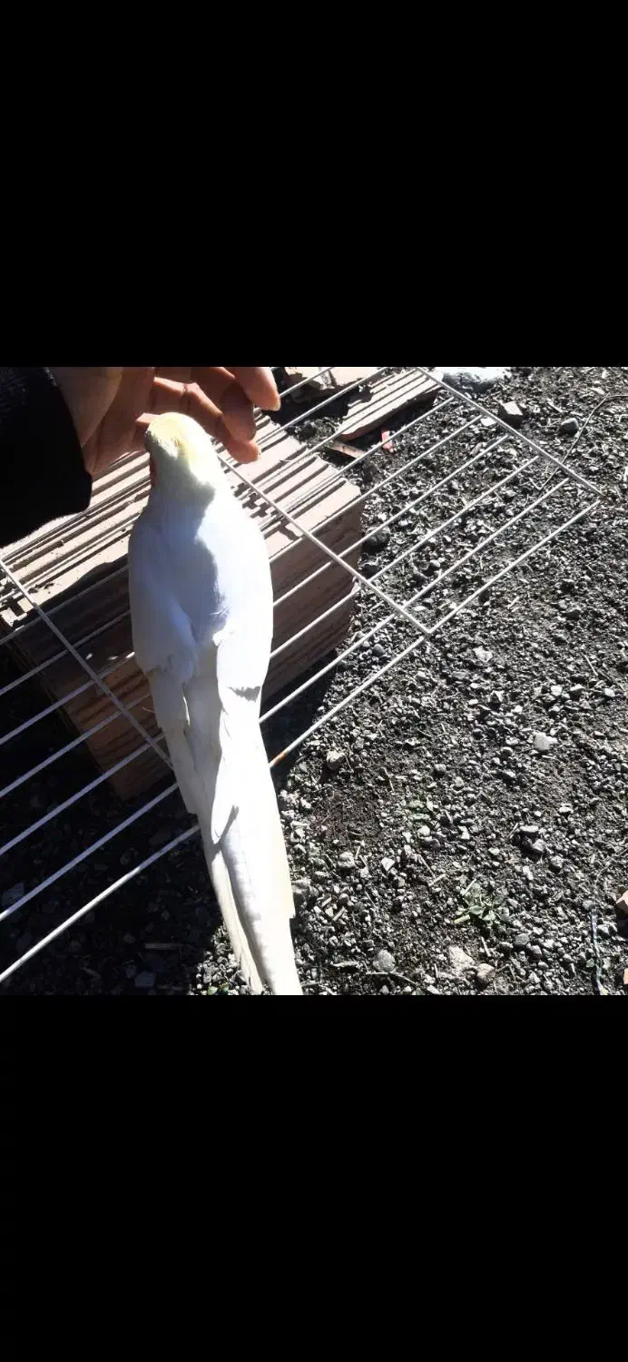 حراج ۶ تا عروس هلندی با قفس فقط 3500 معاوضه دارم|حراج|علیآباد کتول, |دیوار