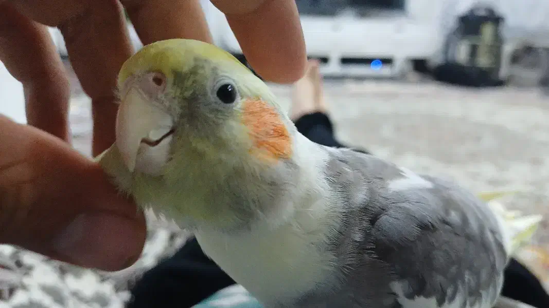 جفت عروس هلندی با قفس|پرنده|مشهد, شیرودی|دیوار