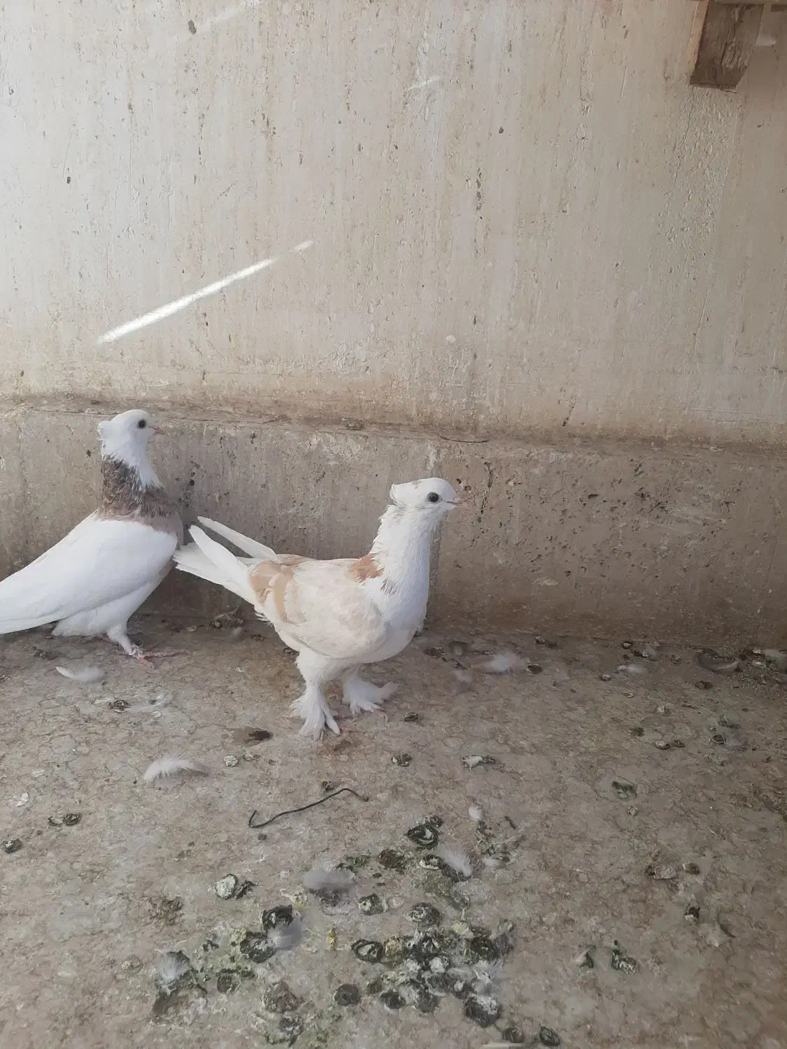 طوقی وشازده|پرنده|قم, نیروگاه|دیوار