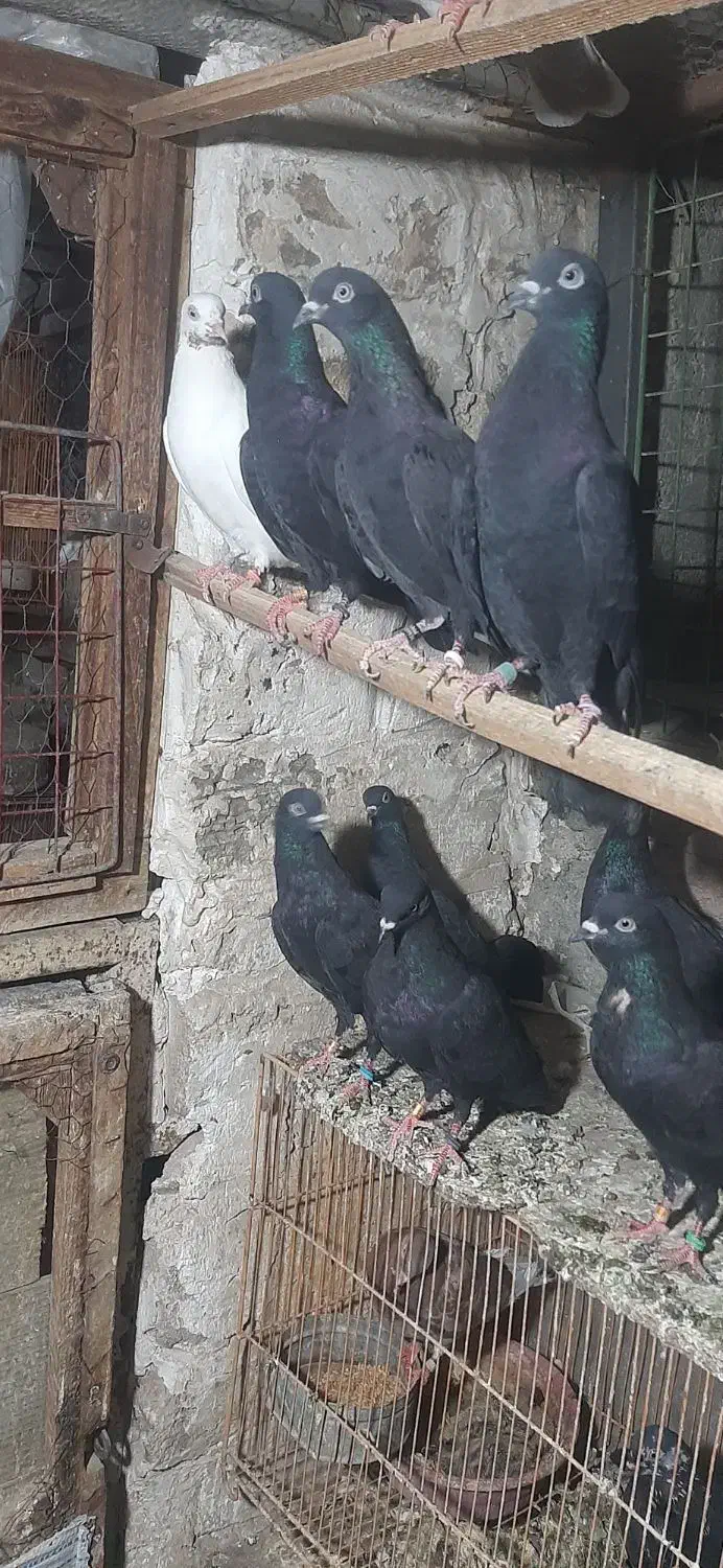 کبوتر کفتر خارجی انگلیسی ایرلندی رستاخیز|پرنده|تهران, شهید رجایی|دیوار