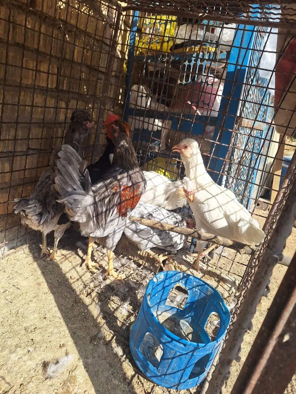 مرغ نیمچه ویاندوت|حیوانات مزرعه|شیراز, رکن‌آباد|دیوار