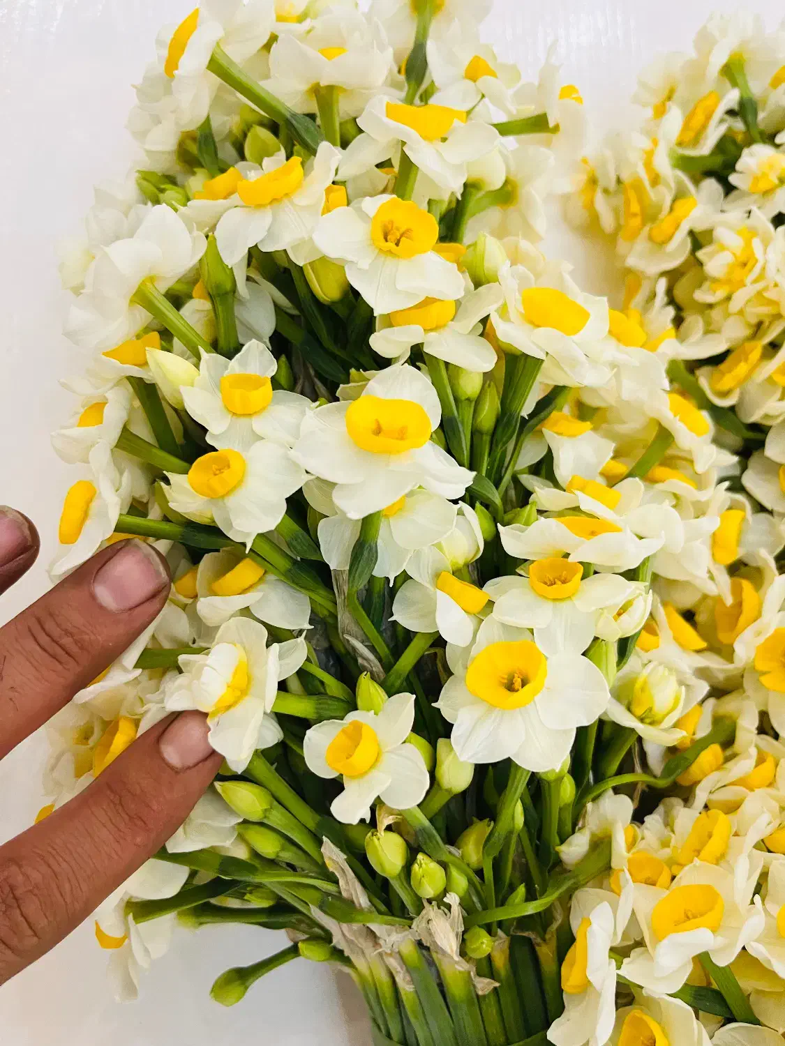 فروش ویژه نرگس شیراز|گل و گیاه طبیعی|شیراز, کیان شهر|دیوار