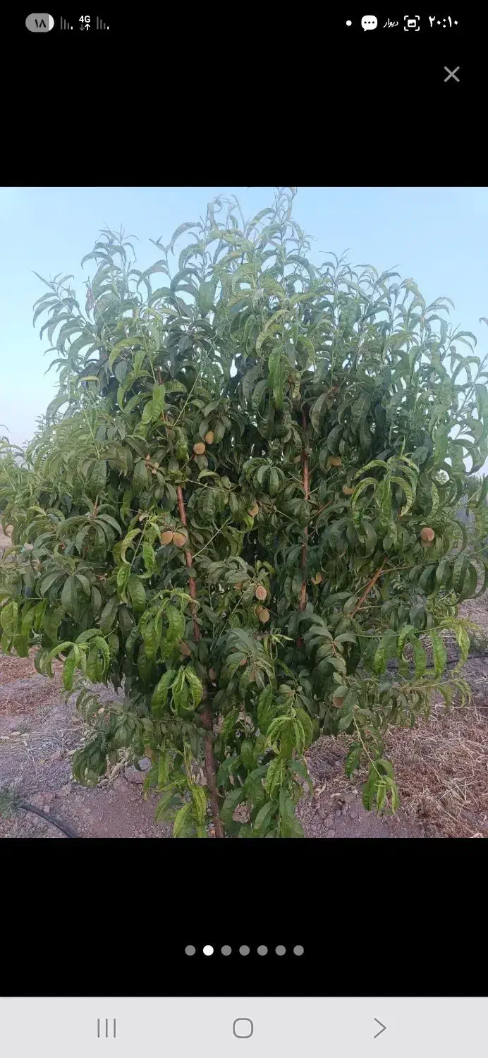 فروش باغ مجموعه انارستان|فروش زمین و ملک کلنگی|سیدان, |دیوار