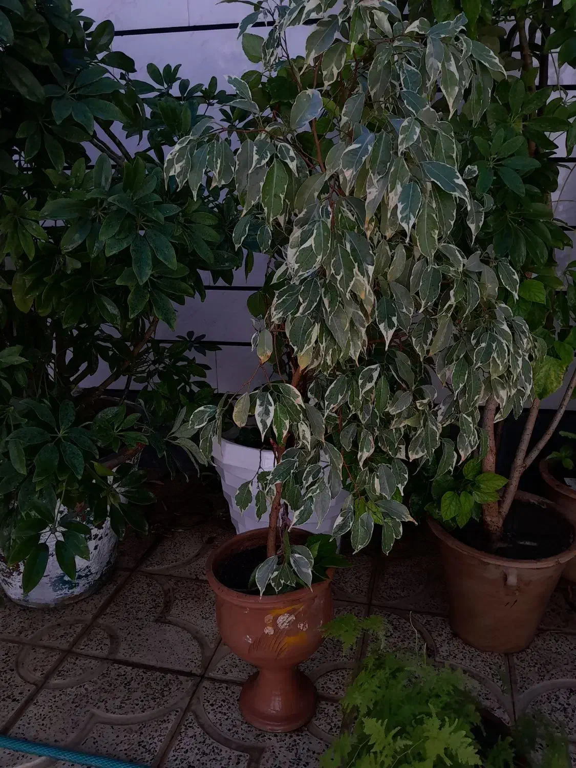 گل آپارتمانی|گل و گیاه طبیعی|کشکسرای, |دیوار