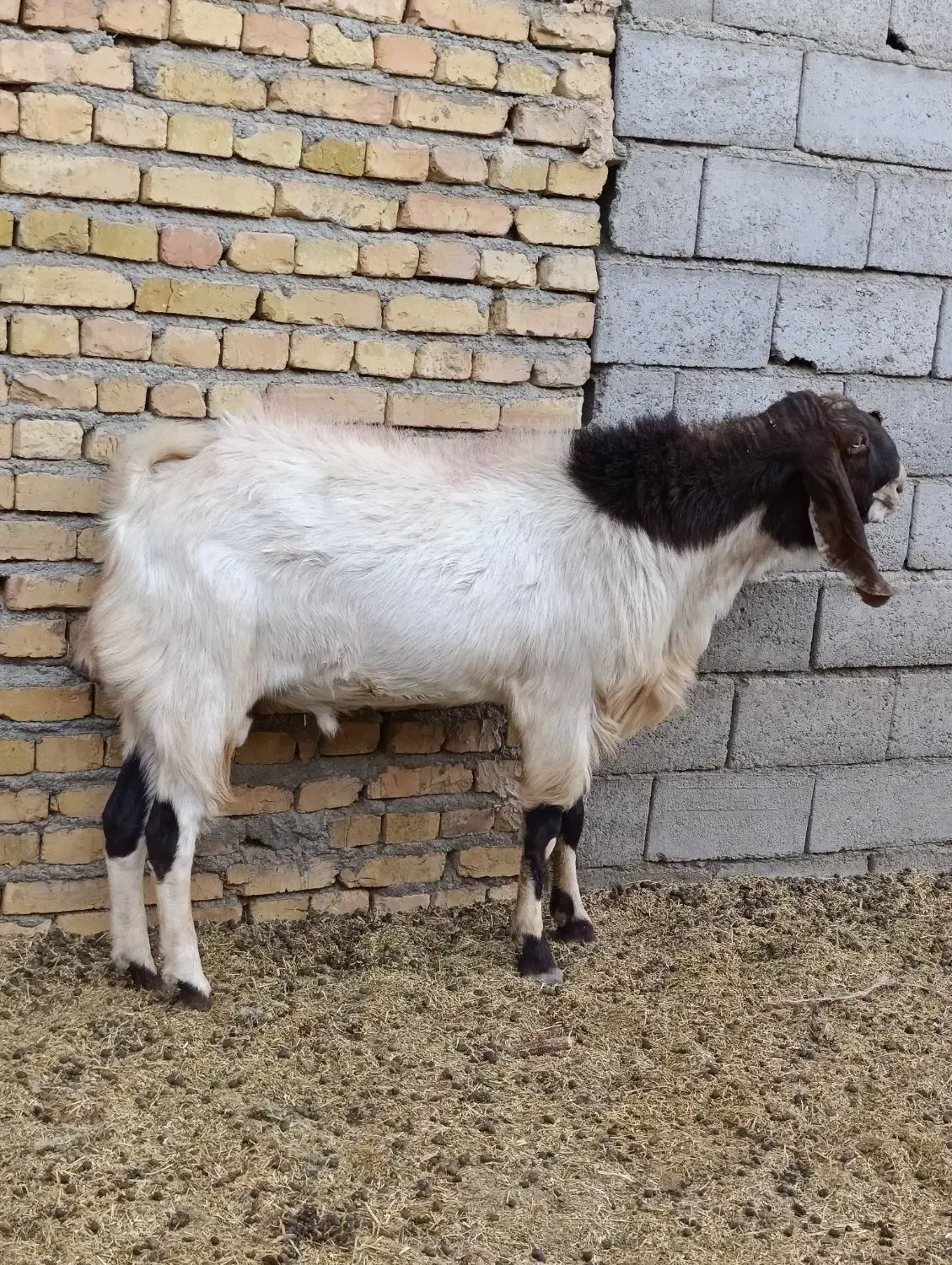 نربز پاکستانی  1/5 ساله|حیوانات مزرعه|قلندر آباد, |دیوار