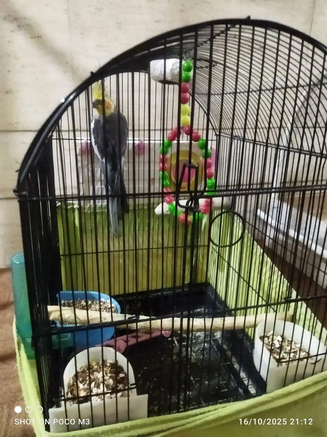 عروس هلندی|پرنده|تهران, محمودیه|دیوار