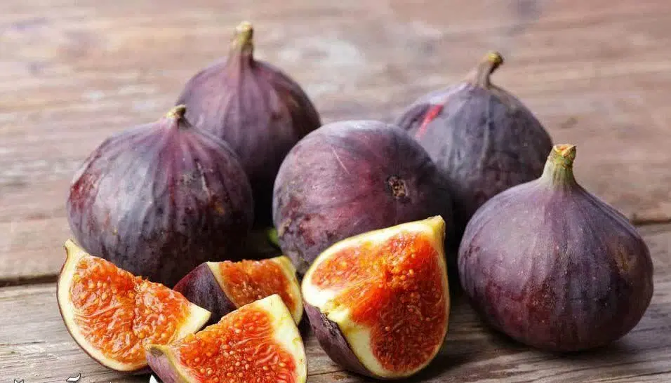 انجیر سه فصل|خدمات باغبانی و درختکاری|شیراز, فرگاز|دیوار