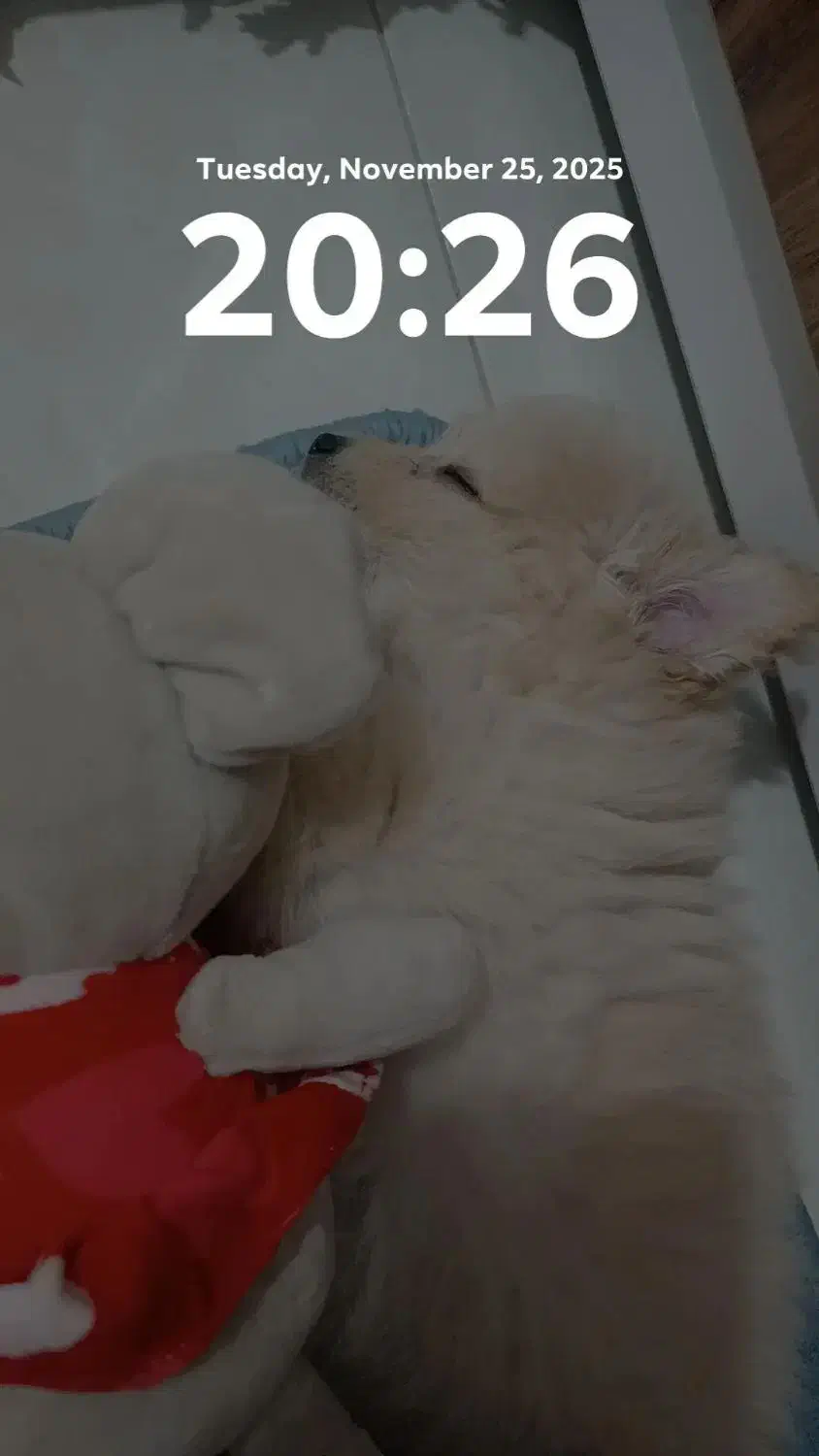 توله عروسکی پامر|سگ|کاشان, فین بزرگ|دیوار