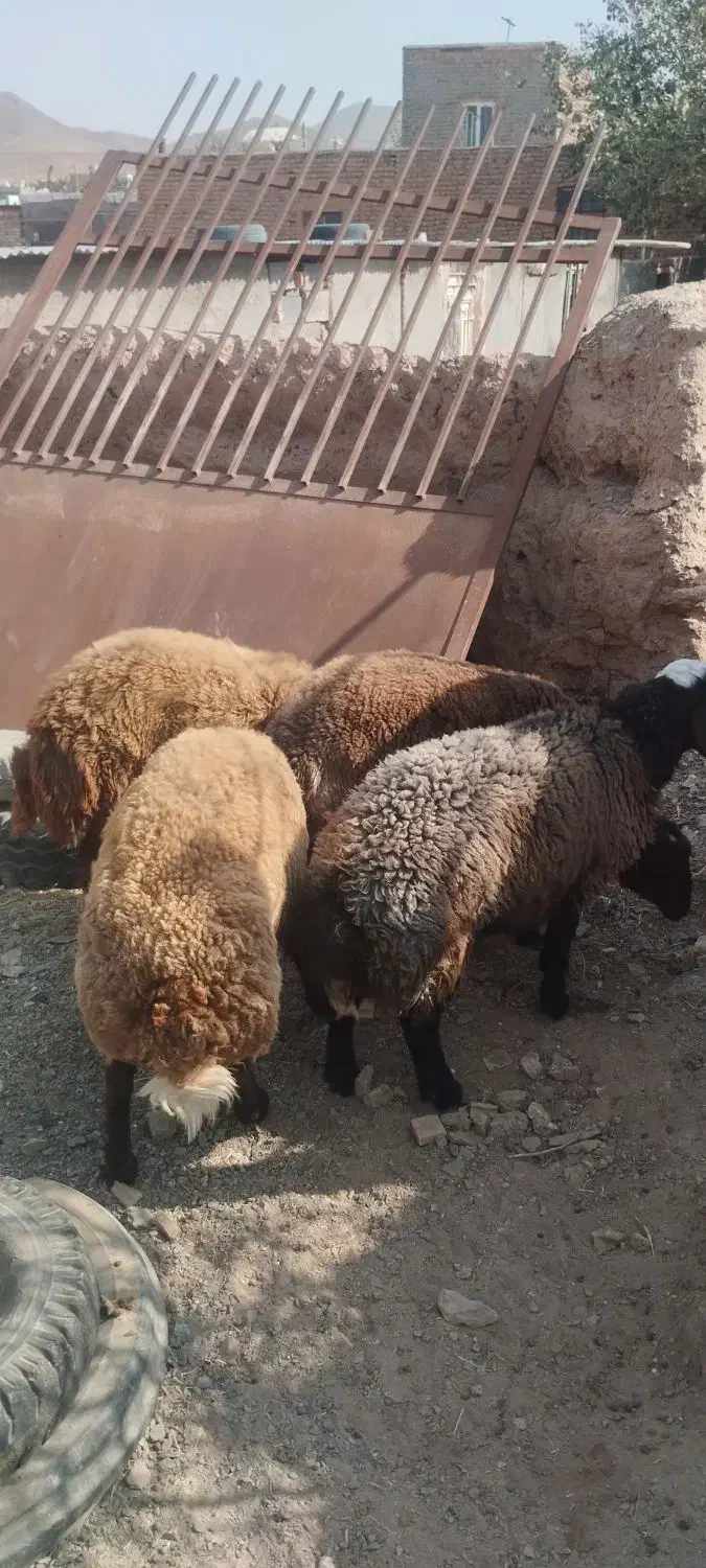 3عددبره چاق|حیوانات مزرعه|تربت جام, جلگه موسی آباد|دیوار