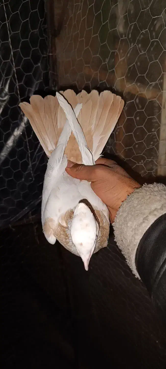 کبوتر پرشی طوقی دمبی ابلغ شازده|پرنده|شهریار, شهریار|دیوار