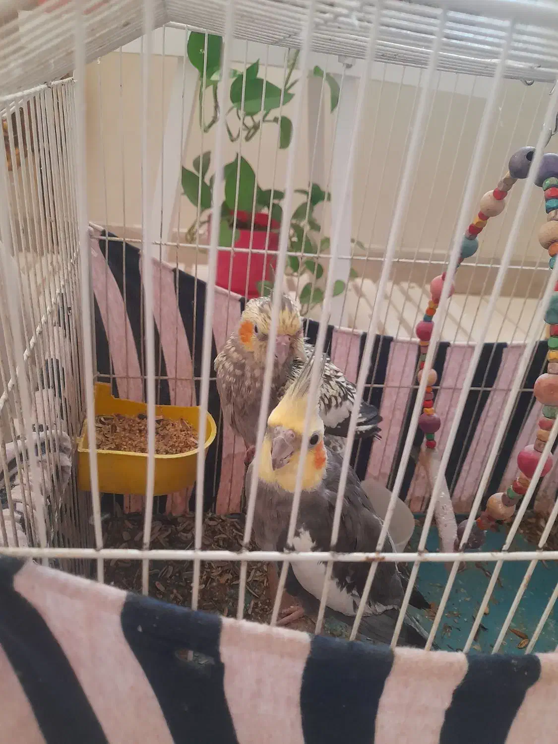 ۲عدد عروس هلندی|پرنده|بومهن, |دیوار