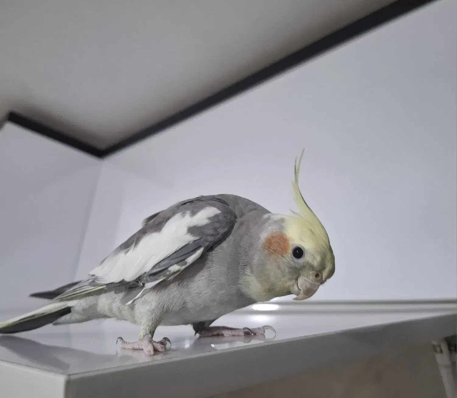 پرنده عروس هلندی|پرنده|کهریزک, |دیوار