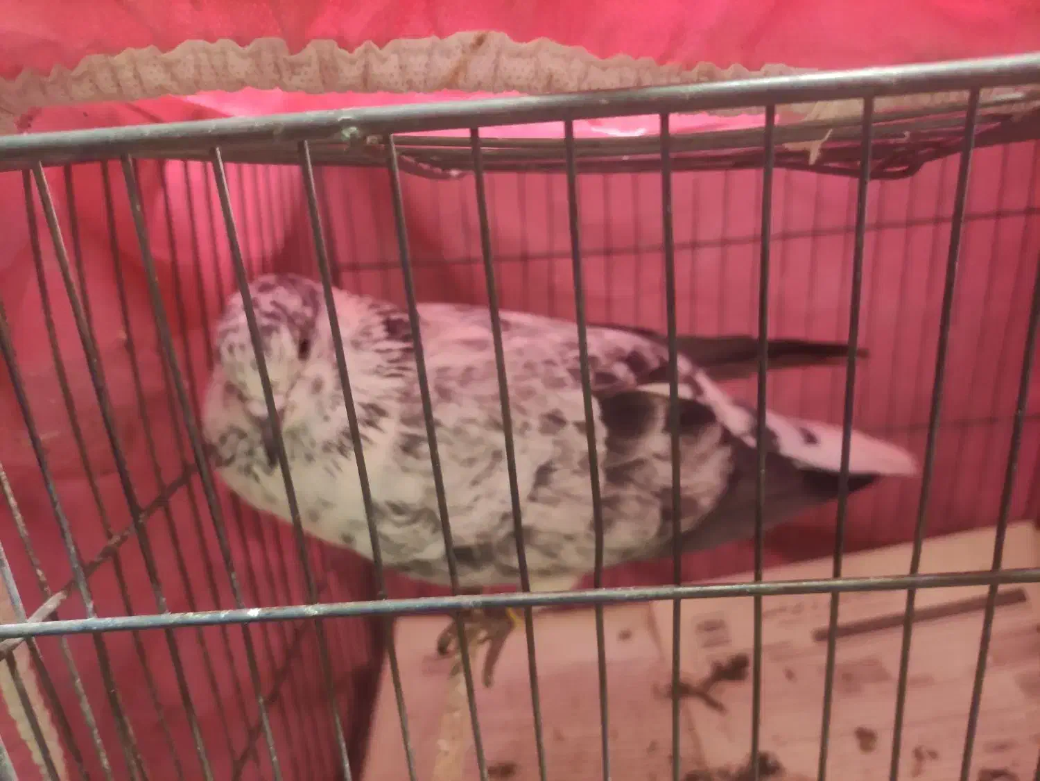 بوربوری ماده|پرنده|قم, باغ کرباسی|دیوار