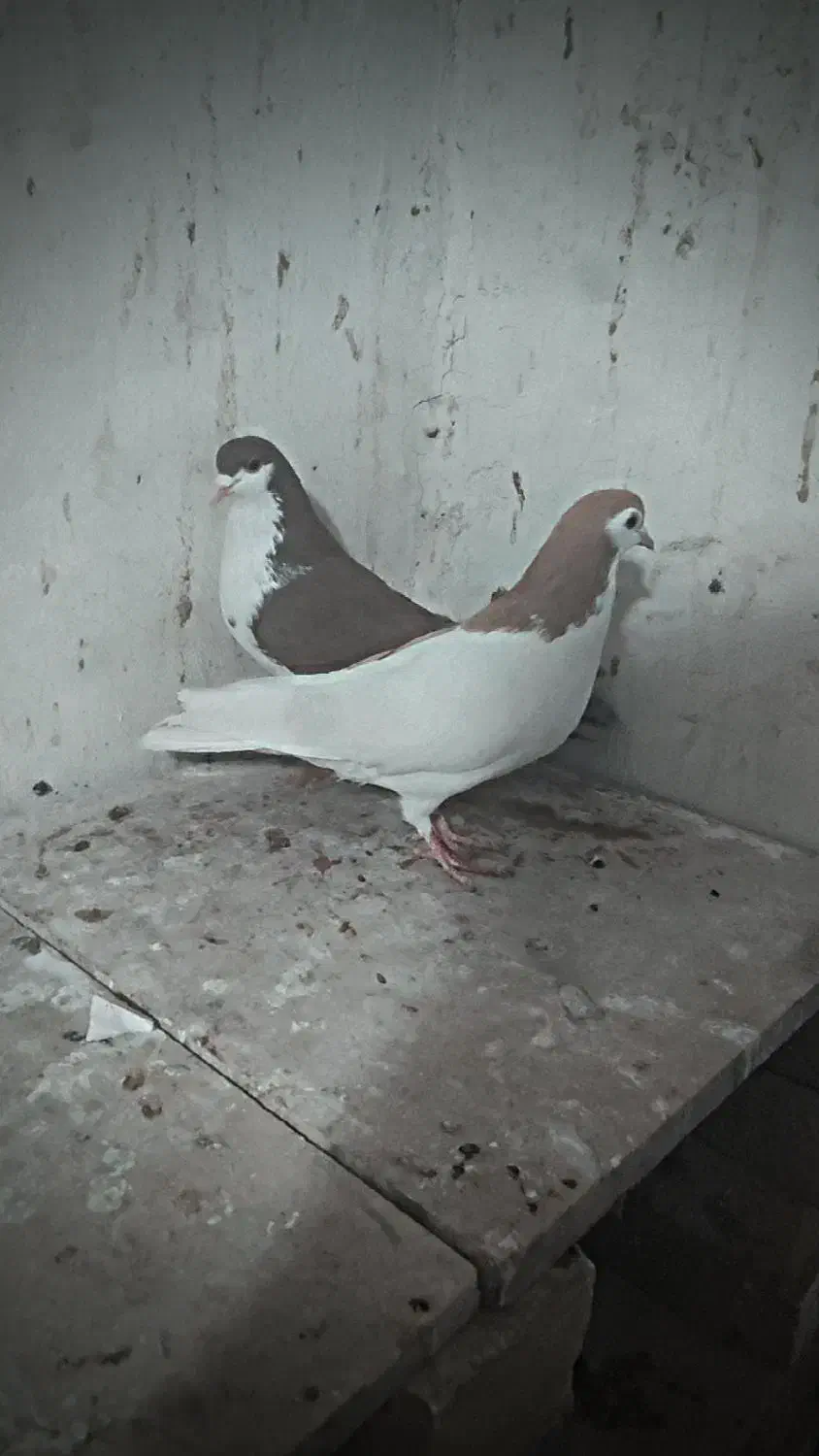 کفتر پرشی|پرنده|چناران, |دیوار