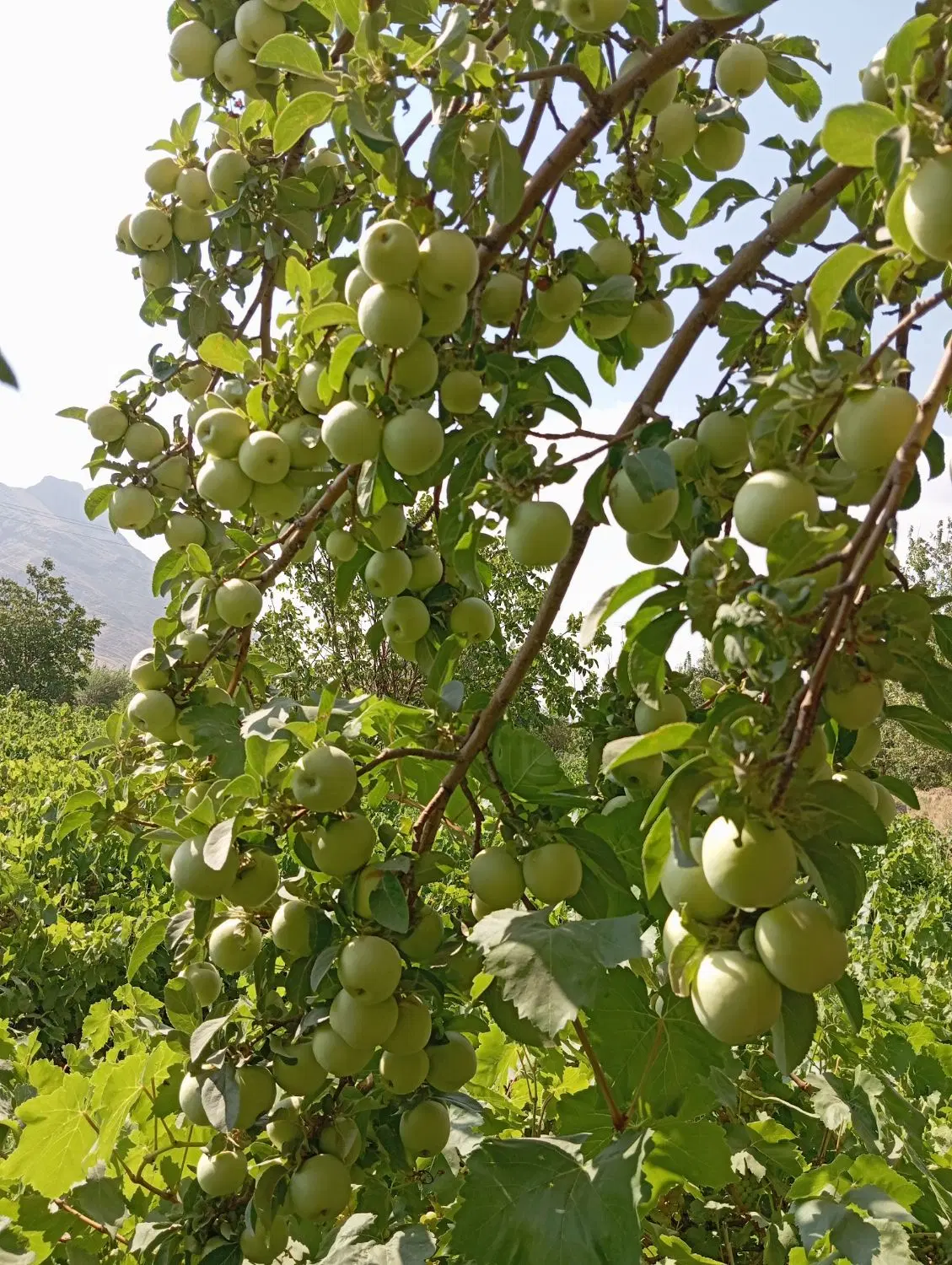 سیب|خوردنی و آشامیدنی|قره چای, |دیوار