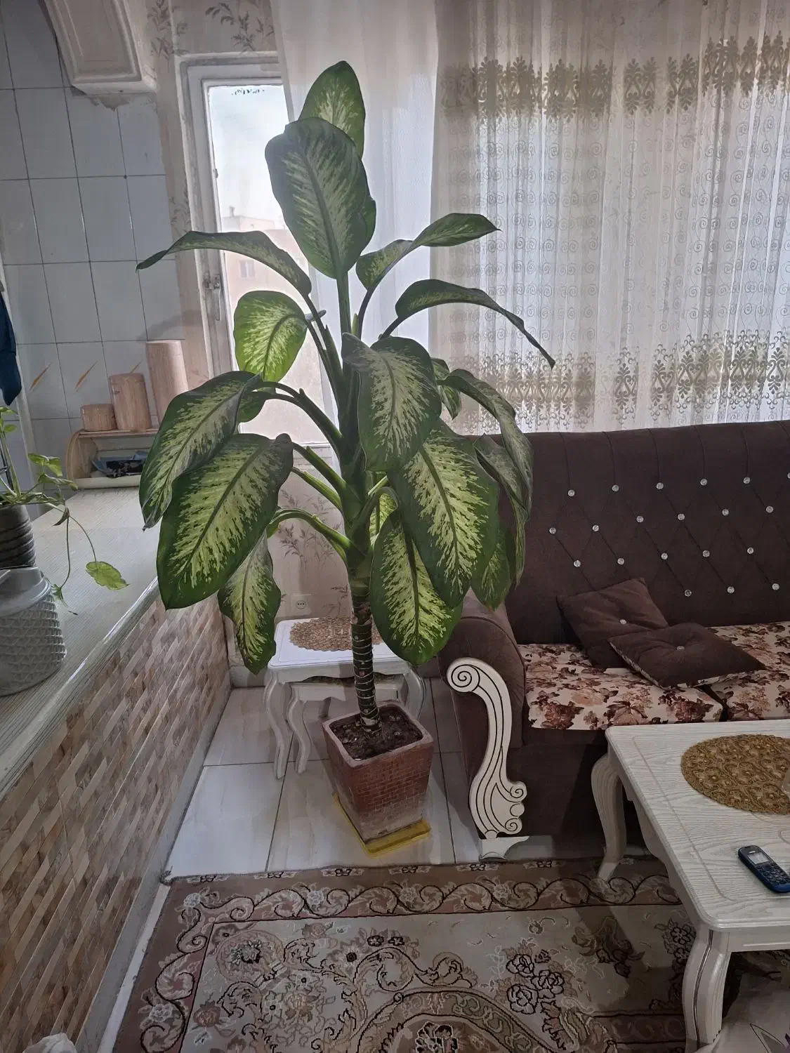 گل دیفن|گل و گیاه طبیعی|فردیس, شهرک ناز|دیوار