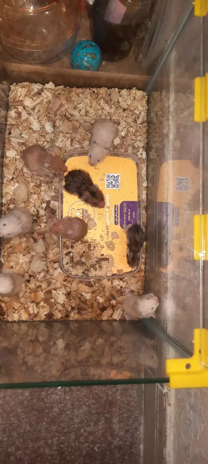 همستر|موش و خرگوش|بندرعباس, |دیوار