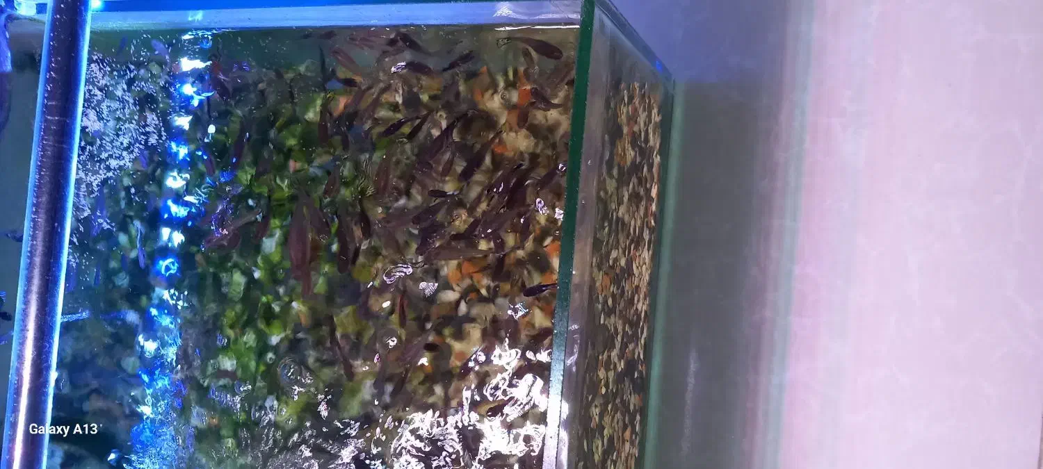 آکواریوم باماهی|ماهی|رشت, بوسار|دیوار