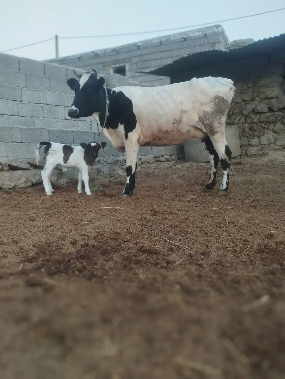گاو هلشتاین|حیوانات مزرعه|انگوت, |دیوار