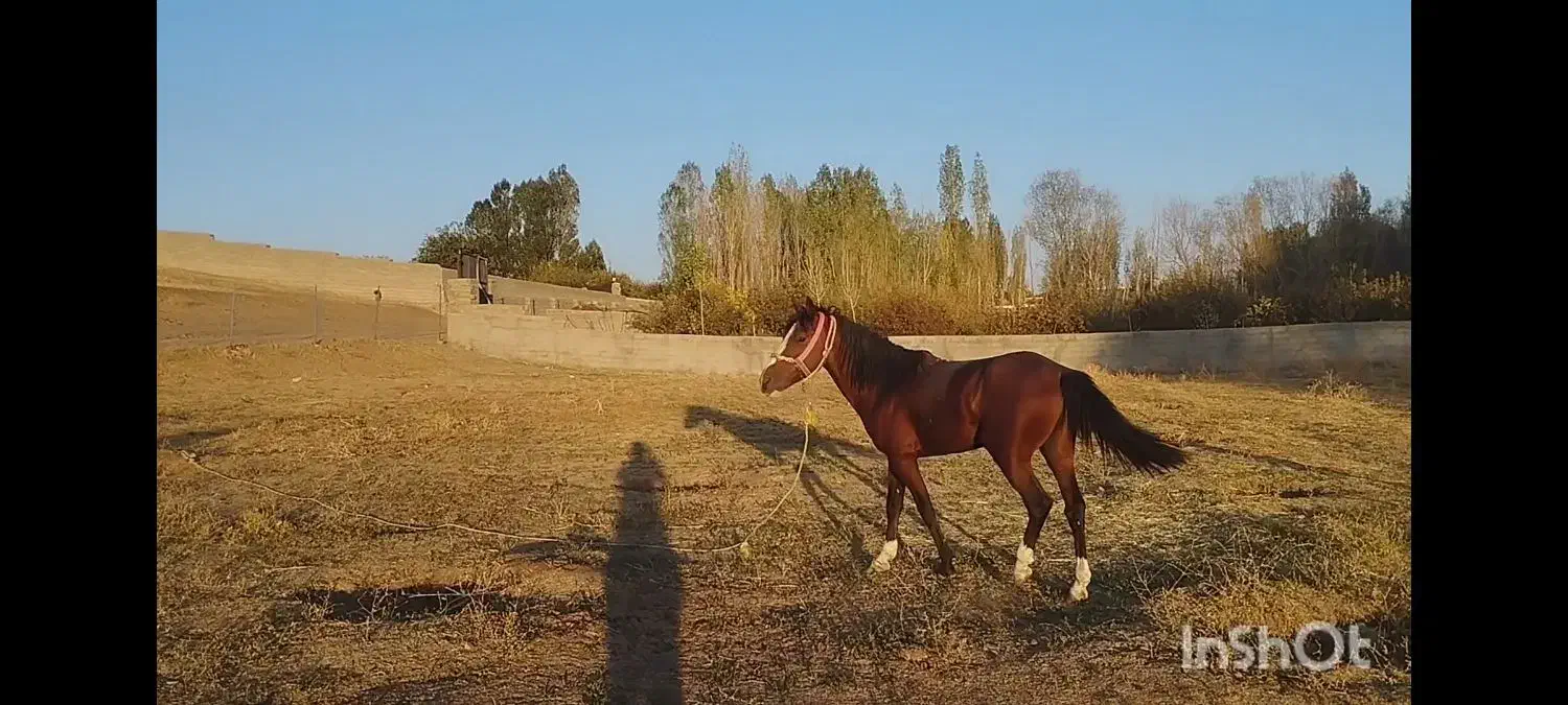 حیوانات|حیوانات مزرعه|هشترود, |دیوار