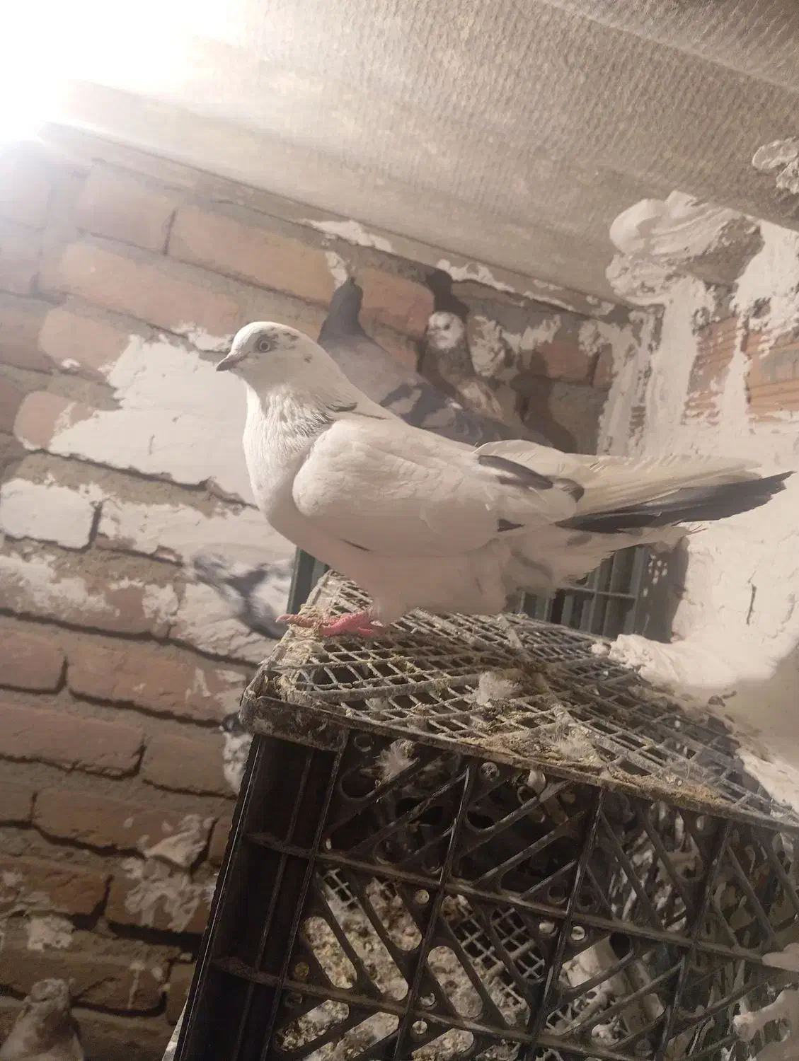 کفتر|پرنده|انزل, |دیوار