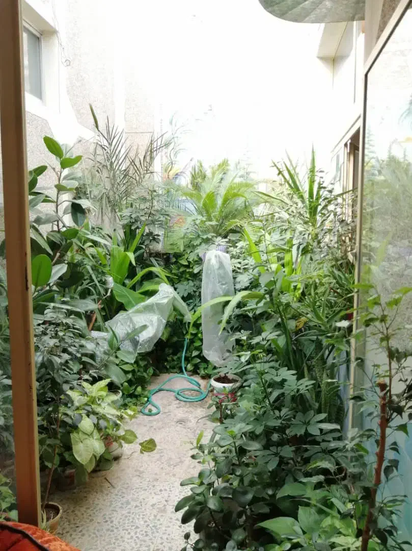 فروش یکجا انواع گلهای آپارتمانی|گل و گیاه طبیعی|دهق, |دیوار