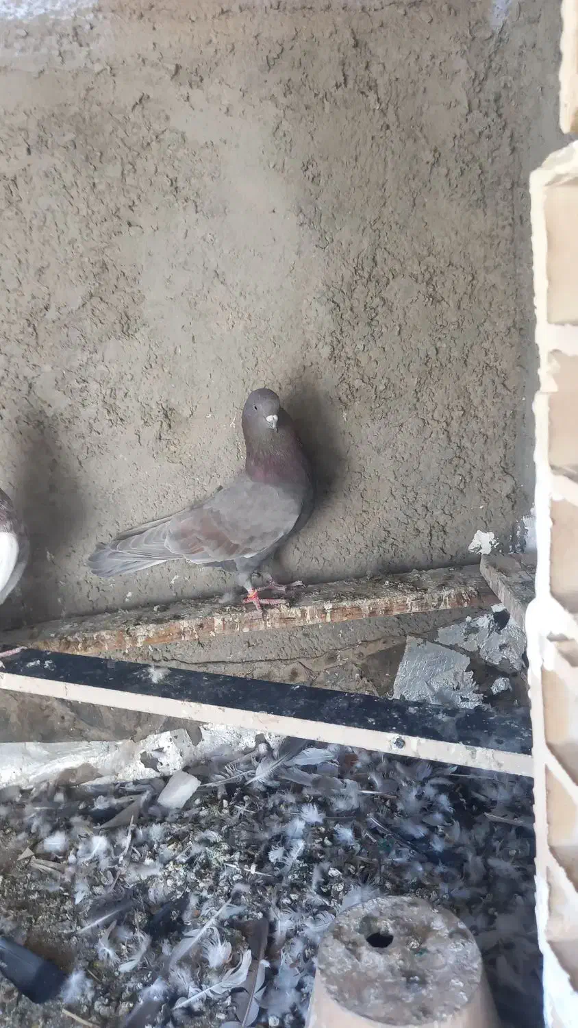 کفتر|پرنده|فولادشهر, B2|دیوار