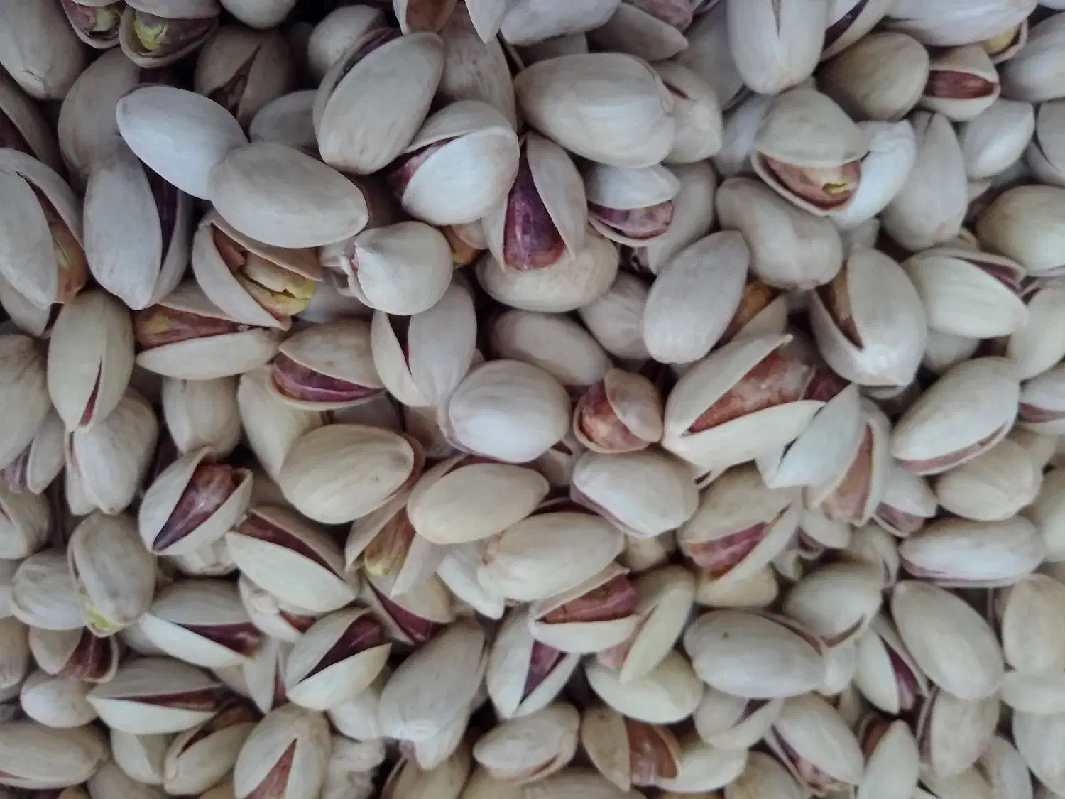 تخمه کدو+|خوردنی و آشامیدنی|قم, باسکول|دیوار