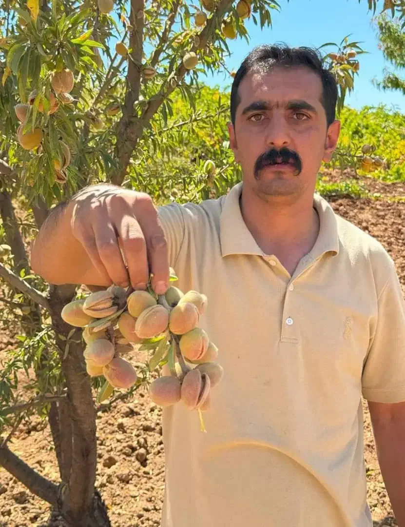 نهال بادام سوپر نوا و...ویژه|خدمات باغبانی و درختکاری|آباده, |دیوار