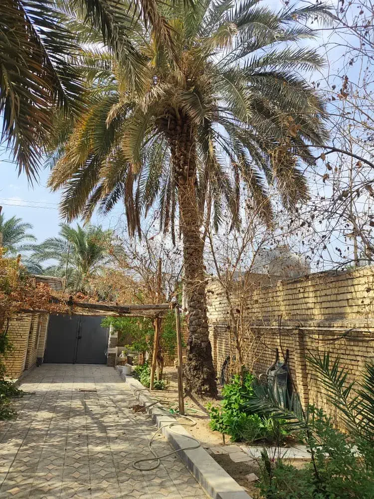 بریدن درخت ونخل|خدمات باغبانی و درختکاری|خرمشهر, |دیوار