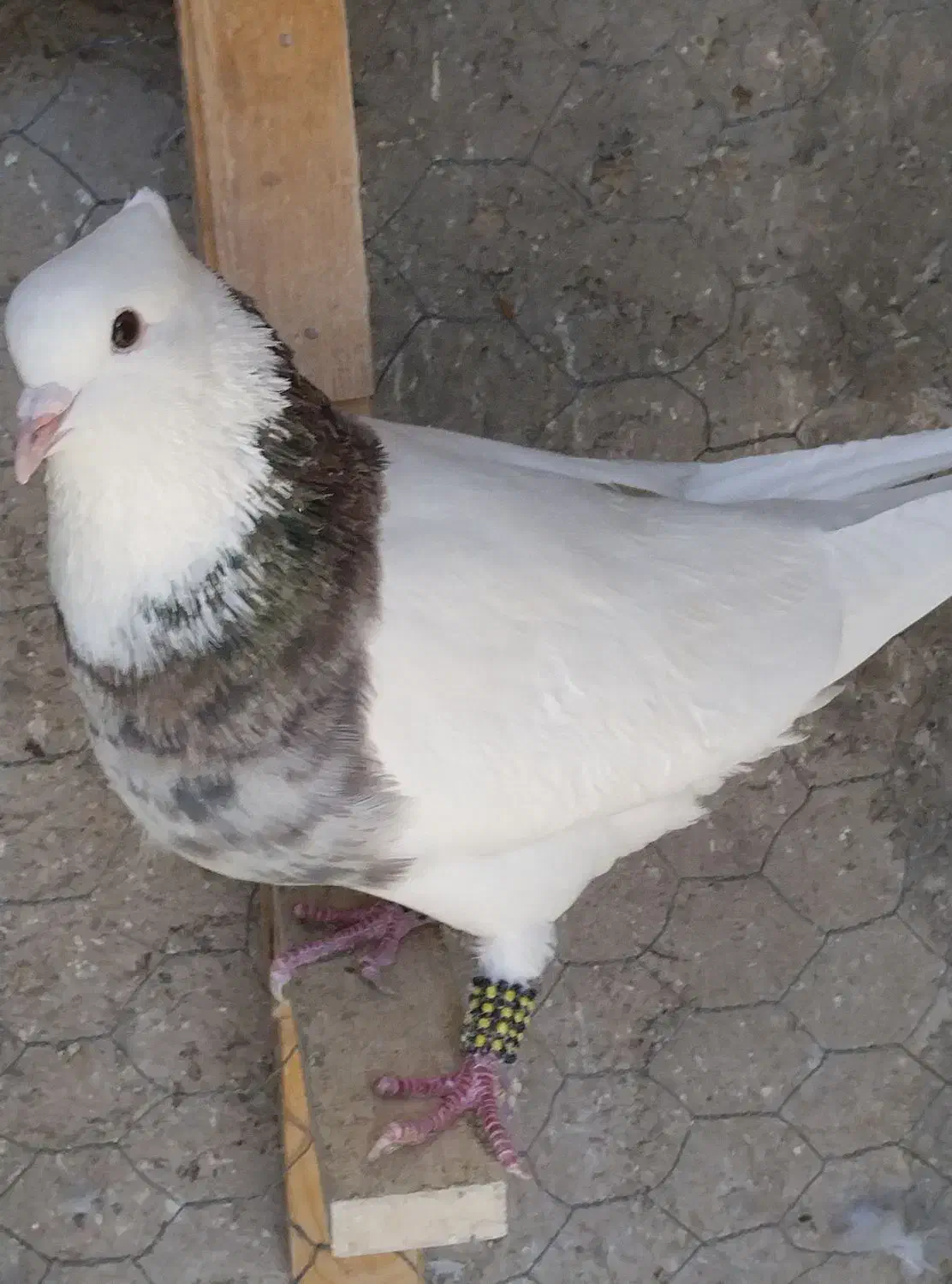 طوقی سور سفید|حیوانات|بم, |دیوار