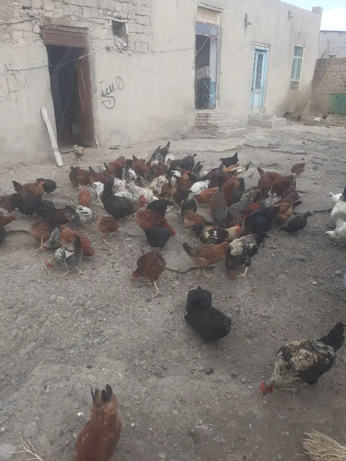 مرغ وخروس جوان|حیوانات مزرعه|ثمرین, |دیوار