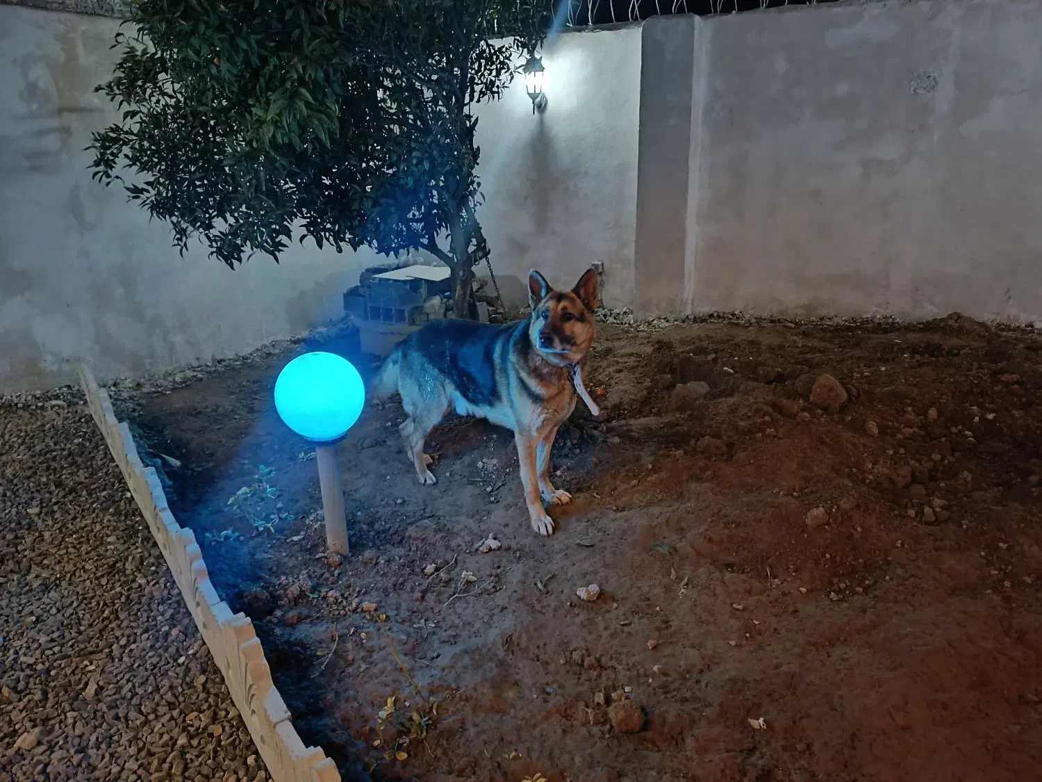 ژرمن|سگ|ساری, |دیوار